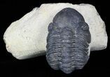 Bargain, Reedops Trilobite - Atchana, Morocco #58431-3